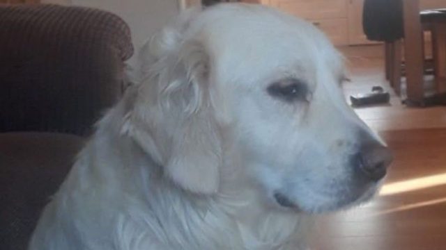 Community Rallies to Find Beloved Dog Missing in Creeslough | ngamen 7, slot indo gaming, new paypal