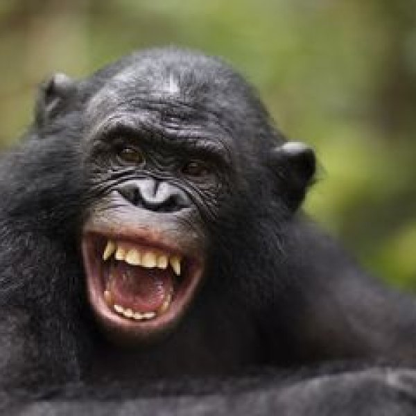 Exploring the Evolution of Laughter: Insights from Apes and Humans | promo gila slot, world cup play