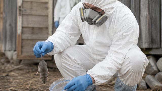 End of Hantavirus Quarantine: What It Means for Public Health