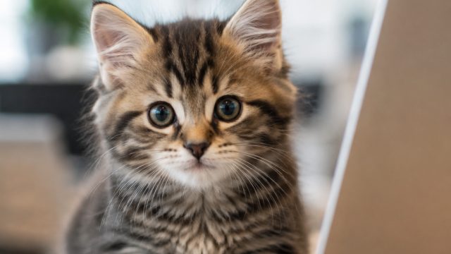 Discover the Internet's Obsession with Adorable Cat Content